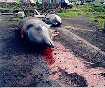 Deux dauphins victimes du Grindadráp