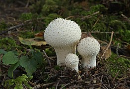 Lycoperdon perlatum (Lycoperdaceae)