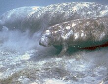 Underwater photo of three animals swimming along bottom