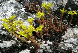 Borsos varjúháj (Sedum acre)