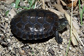 Mauremys leprosa (Geoemydidae)