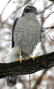 Adult Eurasian goshawk