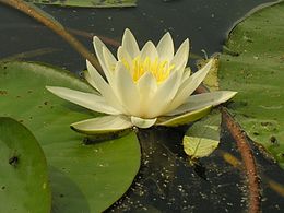 Paprastoji vandens lelija (Nymphaea alba)