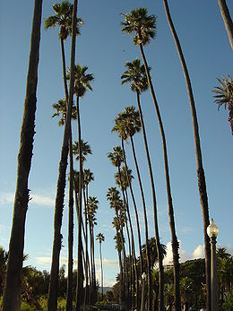 Washingtonia robusta