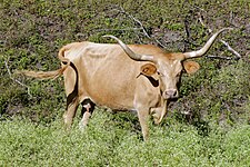 בקר הבית מגזע Texas Longhorn