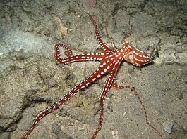 Callistoctopus macropus