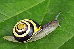 Miškinė juostasraigė (Cepaea nemoralis)