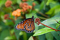 Danaus gilippus