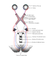 Scheme showing central connections of the optic nerves and optic tracts.