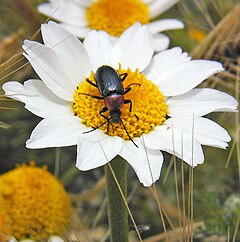 Heliotautus ruficollis