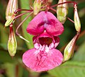 Nahaufnahme einer Blüte von vorn mit Ober- und Unterlippe