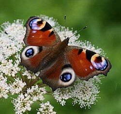 Acainais raibenis (Inachis io)