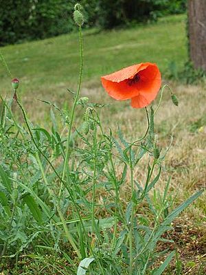 Moonkoop (Papaver rhoeas)