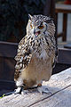 Rock eagle-owl