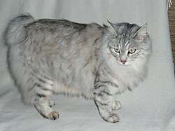 Bobtail des Kouriles