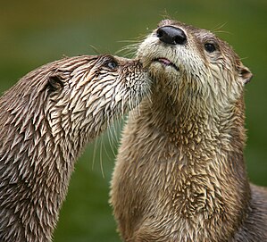 Lontra canadensis