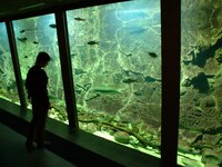 Oostzee-aquarium in NaturBornholm