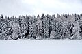 Image 44Conifers in the Swabian alps (from Tree)