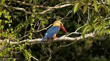 Lake Sentarum National Park, Indonesia