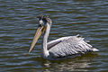 Pelecanus rufescens subsaharisk Afrikoa un suudwäästelke Arabien