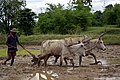Joug sur des bœufs pour le labour d'une rizière, Inde