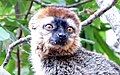 Eulemur rufus köpekdişlerini gösterirken