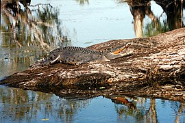 Saltwater crocodile