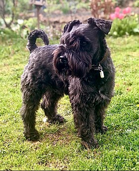 Schnauzer nain noir