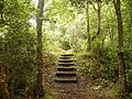 Some wooden steps lead to an elevated section of woodland.