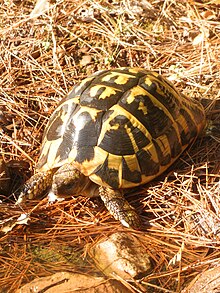 Une tortue au bord d'une mare, tête sortie ainsi que deux pattes avant.