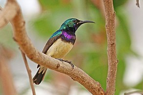 male C. v. venustus, Gambia