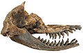 Image 25Acrophyseter skull (from Evolution of cetaceans)