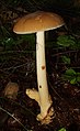 Amanita fulva