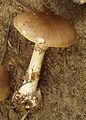 !Amanita porphyria!