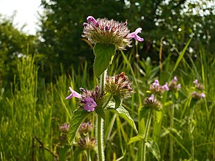 Kransbørste (Clinopodium vulgare) Foto: Vladimir Lobachev