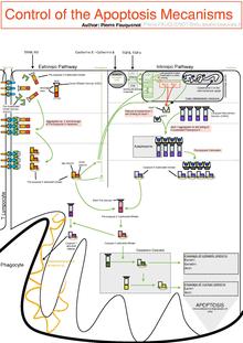 Control Of The Apoptotic hai Mechanisms