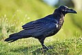 Holló (Corvus corax)