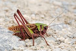 Pļavu dižsienāzis (Decticus verrucivorus)