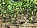 Plantação (Luffa aegyptiaca) na Guatemala