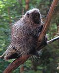 Thumbnail for North American porcupine