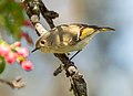 Image 73Ruby-crowned kinglet in Green-Wood Cemetery