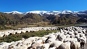 Flock of sheep in the Bakuriani recreation area, October 2018