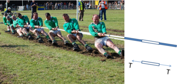 9 men in the Irish champion tug of war team pull on a rope. The rope in the photo extends into a cartoon showing adjacent segments of the rope. One segment is duplicated in a free body diagram showing a pair of action-reaction forces of magnitude T pulling the segment in opposite directions, where T is transmitted axially and is called the tension force. This end of the rope is pulling the tug of war team to the right. Each segment of the rope is pulled apart by the two neighboring segments, stressing the segment in what is also called tension, which can change along the length of a rope, as it may also change along the grip of each of the tug of war team members.