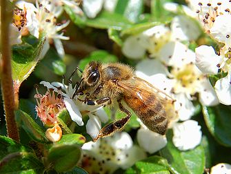 Une abeille européenne (Apis mellifera) butinant. (définition réelle 1 504 × 1 133)