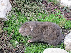 Kalninis bebras (Aplodontia rufa)