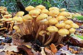 Una colonia de hongos de la especie Armillaria mellea.