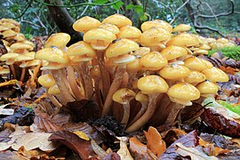 Armillaria mellea (Physalacriaceae)