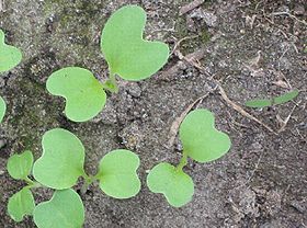 Dois cotilédones durante a germinação (Brassica sp.)