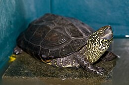 Geltonasis balinis vėžlys (Mauremys mutica)