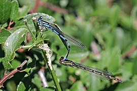 Enallagma cyathigerum